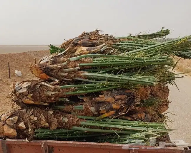 نقوم بقشع وغرس الفسايل بأسعار مناسبه 4