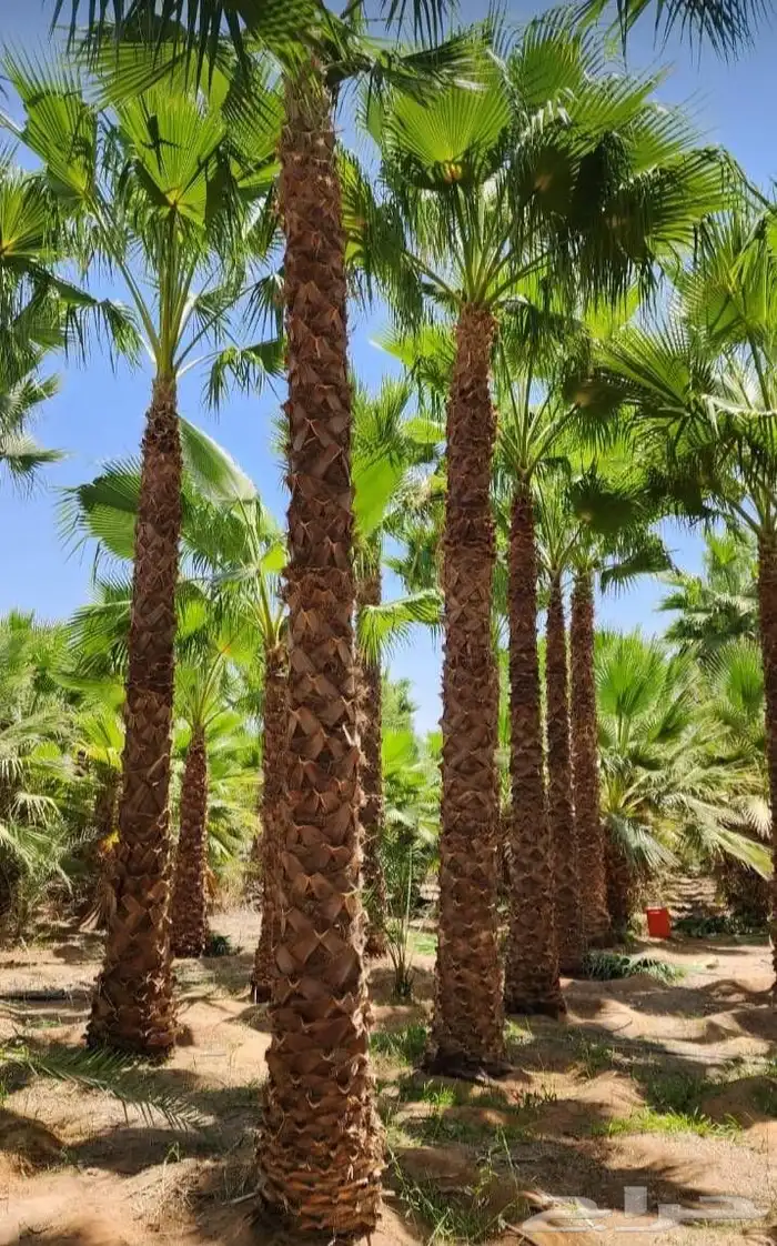نخيل واشنطني زينه نخيل عربي جميع المقاسات 0