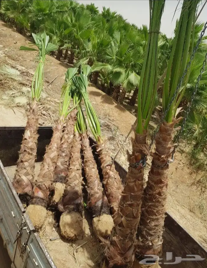 نخيل واشنطني زينه نخيل عربي جميع المقاسات 1
