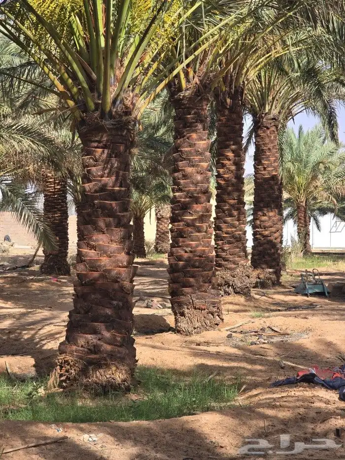 نخيل للبيع الطول 5 م و 4 م. العدد 80 نخلة. 0