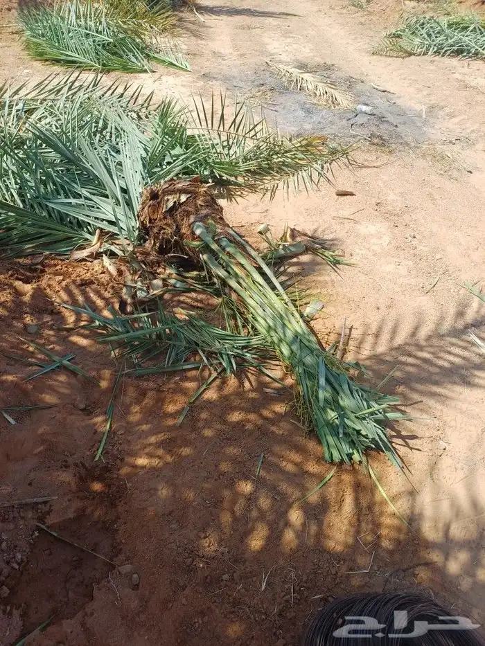 نقوم بقشع وغرس الفسايل بأسعار مناسبه 2