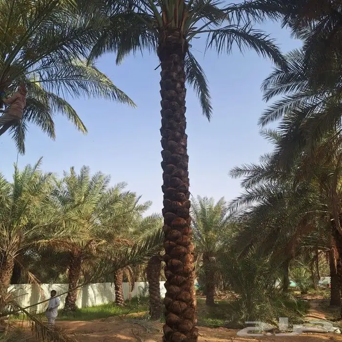 زيتون ونخيل 0
