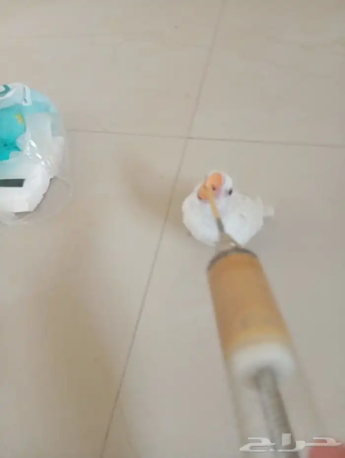 فرخ روز البينو 2