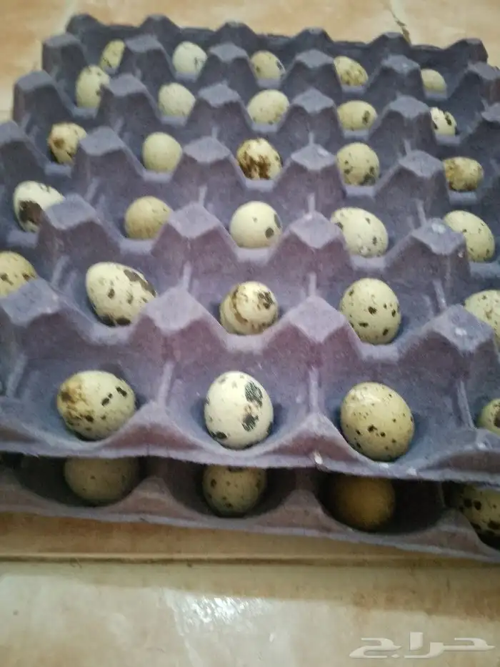 بيض سمان للبيع 0