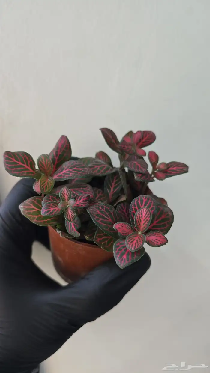 نبات الفيتونيا 7