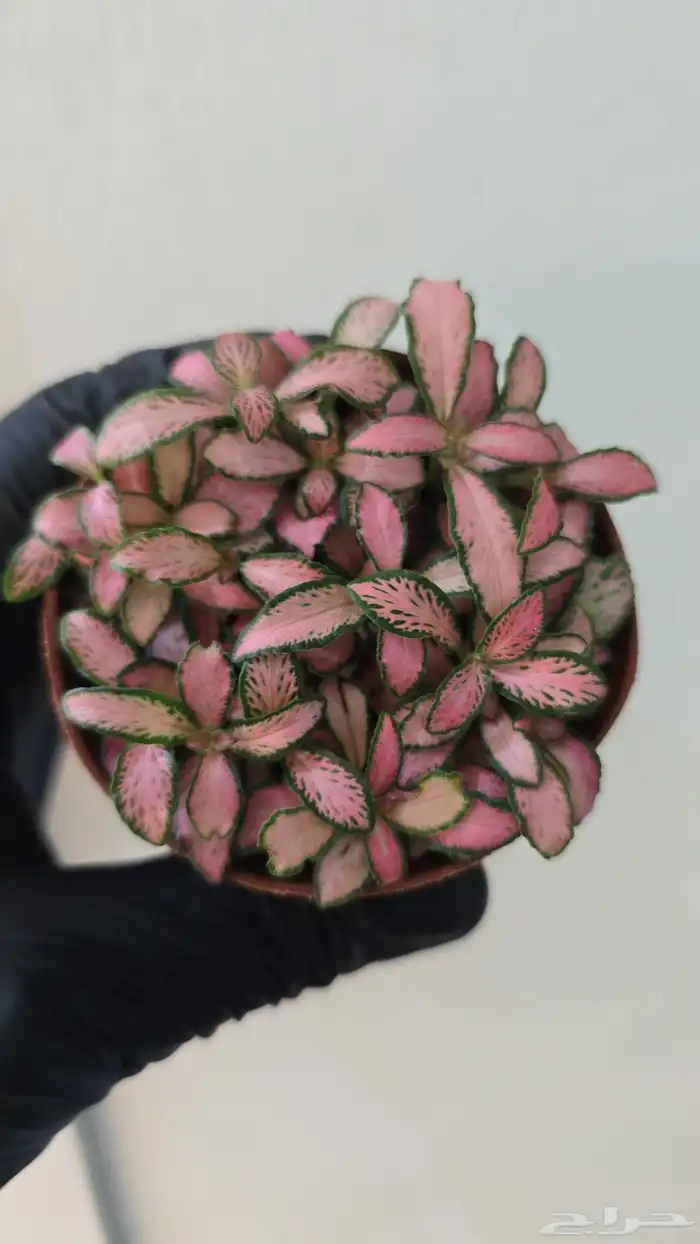 نبات الفيتونيا 1