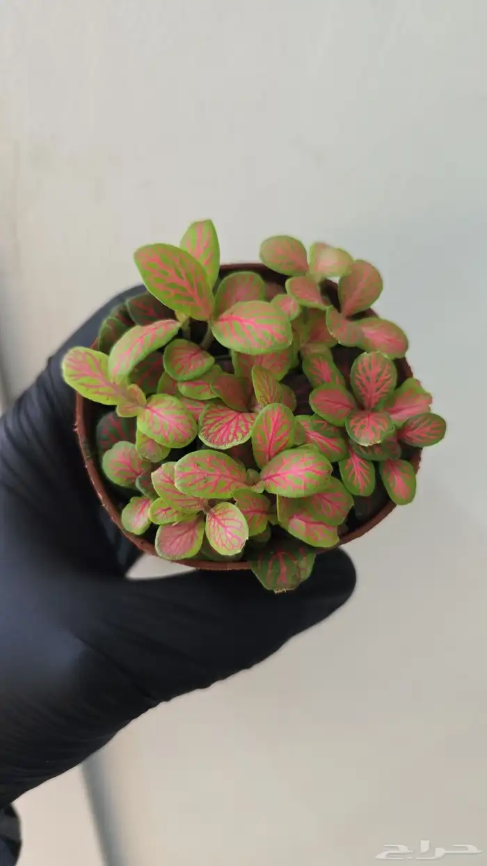 نبات الفيتونيا 5