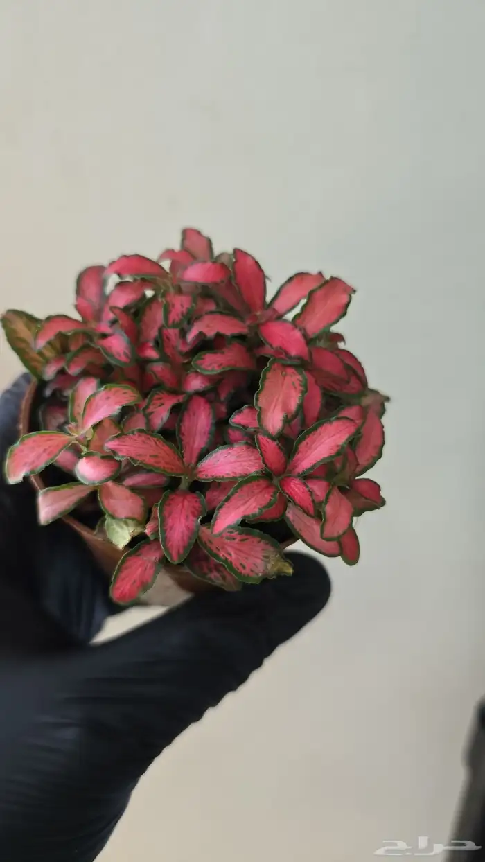 نبات الفيتونيا 3