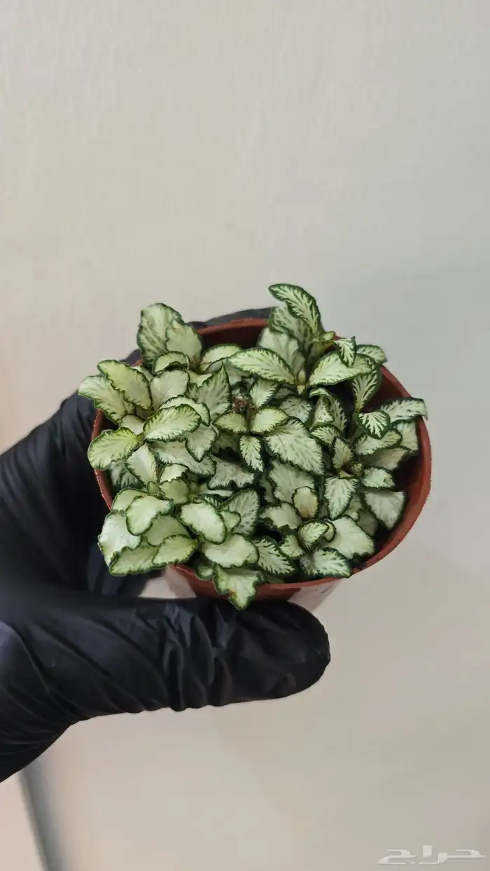 نبات الفيتونيا 6