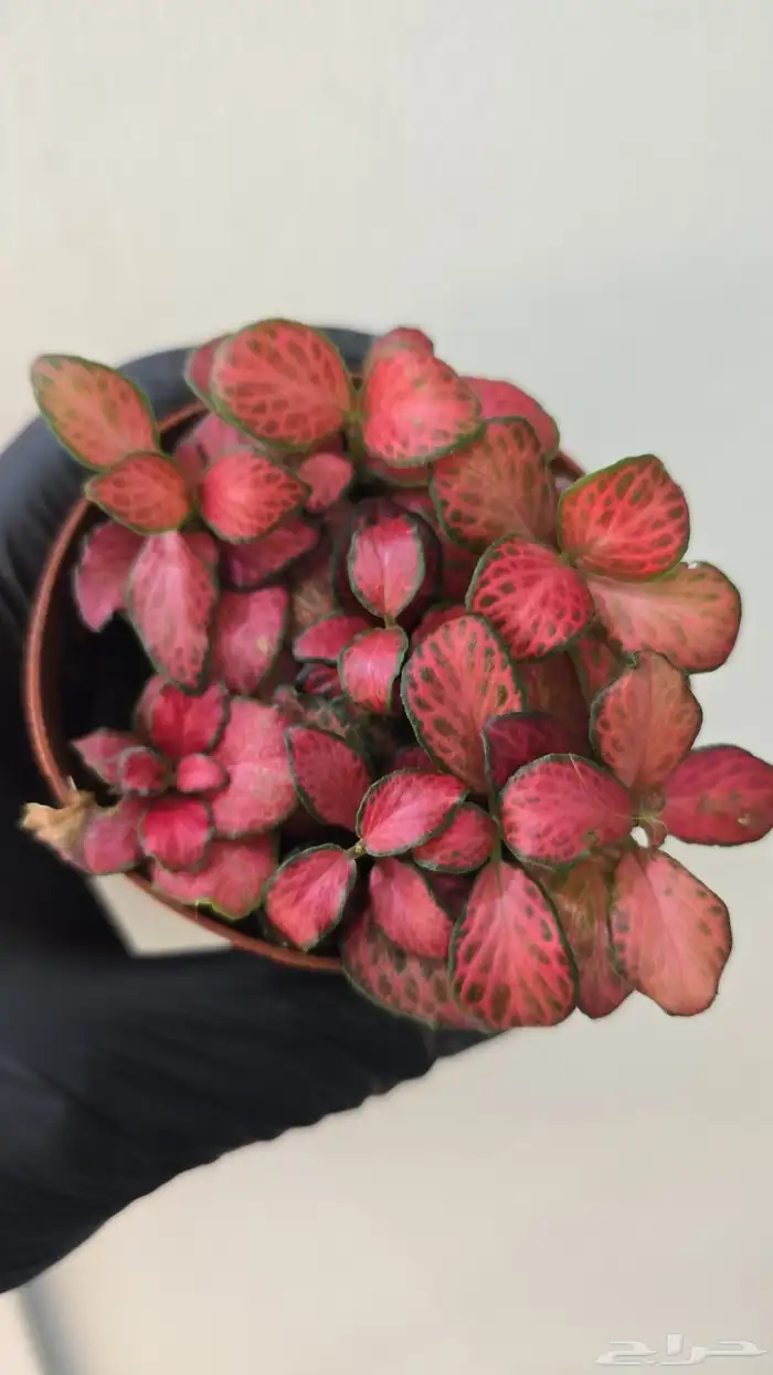 نبات الفيتونيا 2