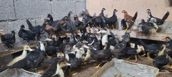صيصان بلدي وبط مصري 2