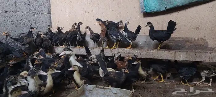 صيصان بلدي وبط مصري 0