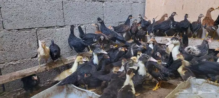 صيصان بلدي وبط مصري 3