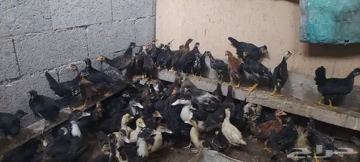 صيصان بلدي وبط مصري 1