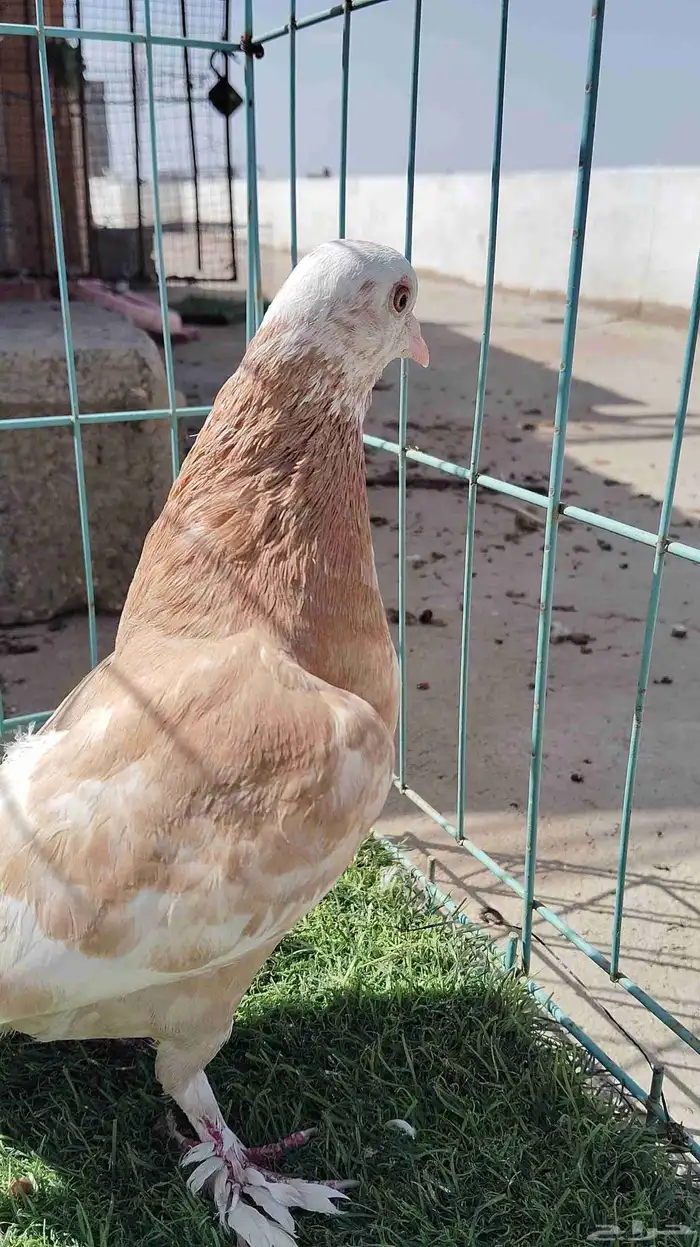 حمام صنعاني 0