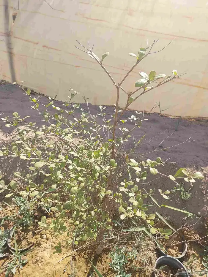 اشجار الترمناليا منتالي 7