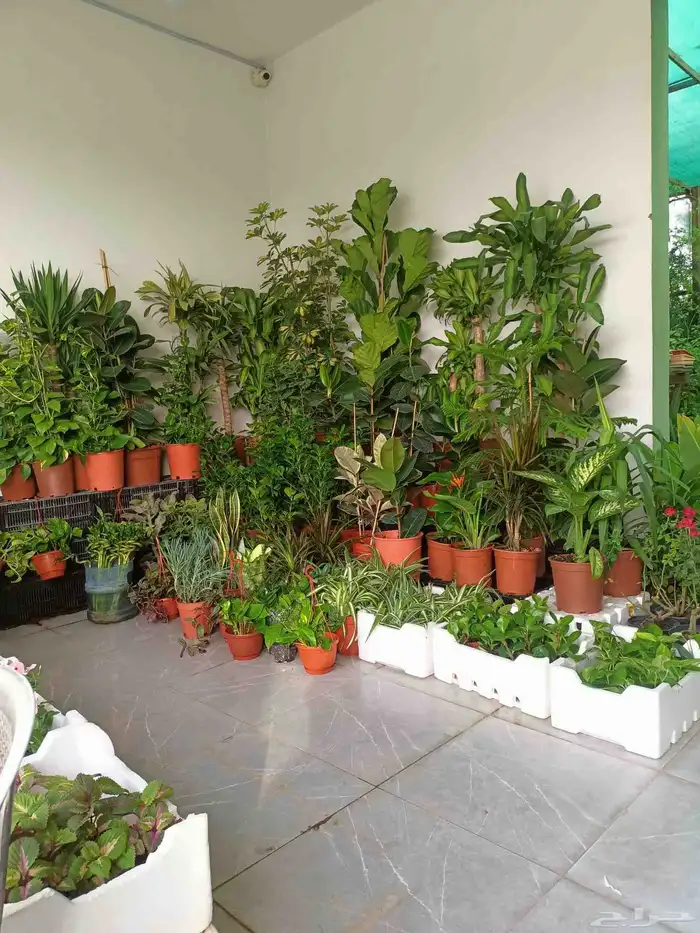 تكسيات جداريه 11