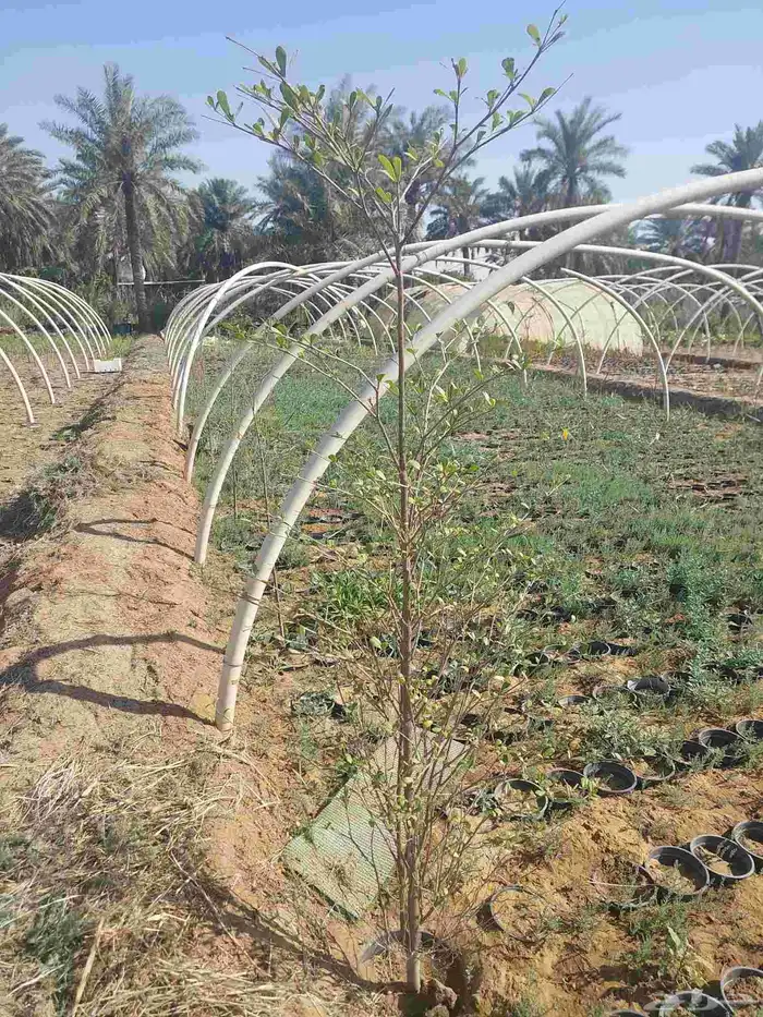اشجار الترمناليا منتالي 9
