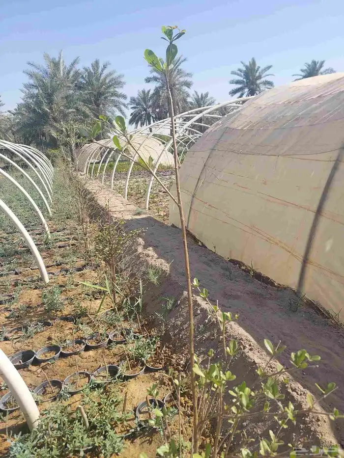 اشجار الترمناليا منتالي 8