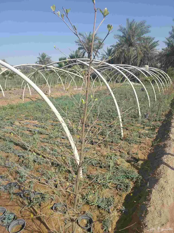اشجار الترمناليا منتالي 6