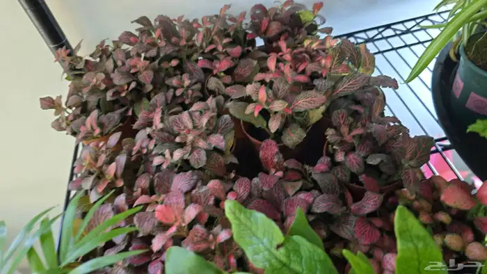 نبات الفيتونيا 9