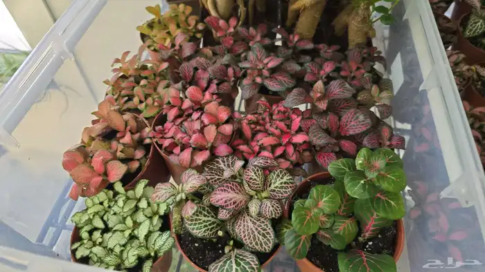 نبات الفيتونيا 8