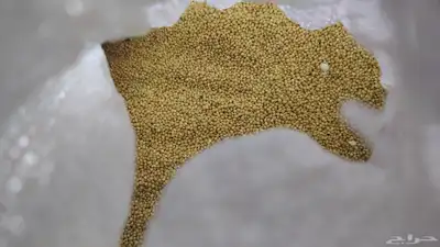 اكل طيور 0