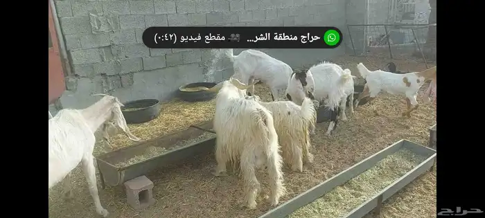 مشاريك متابيع مع الفحل 2