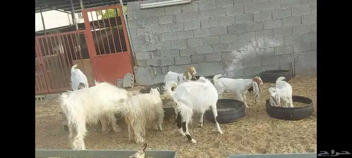 مشاريك متابيع مع الفحل 6