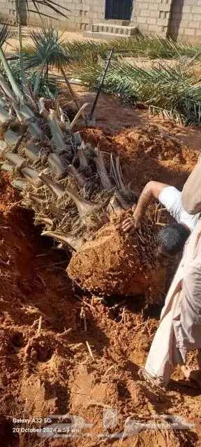 مقاول نخل شغل نخل 1