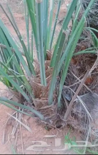 مطلوب فروخ سكري حمراء 1