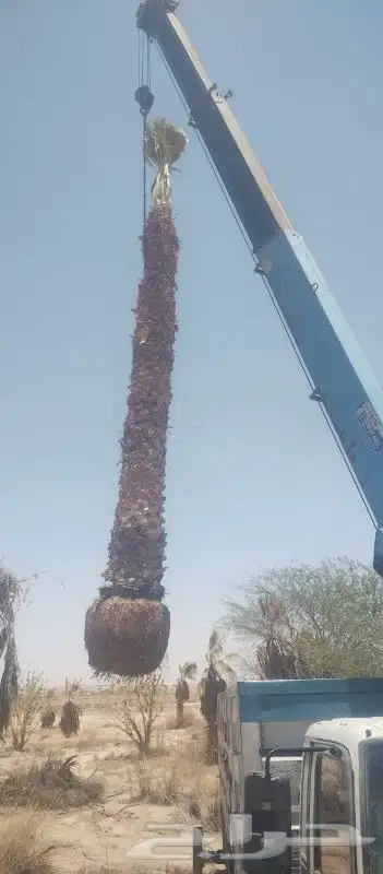 نخل واشنطنيا زينة بجميع المقاسات 0
