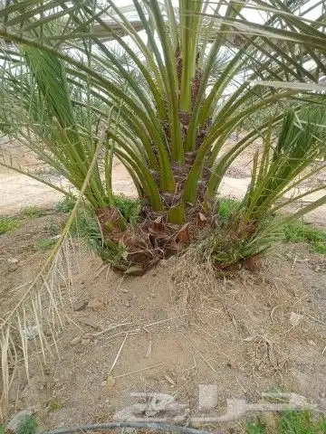 فصايل صنيه نخل للبيع مثمر برني العيص برني العلا عجوه المدنيه 0