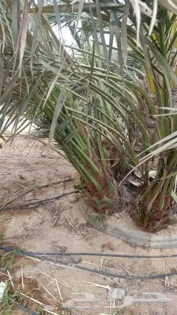 صنيه نخل فصايل برحي سكري خلاص ملكي مجدول عجوه 4