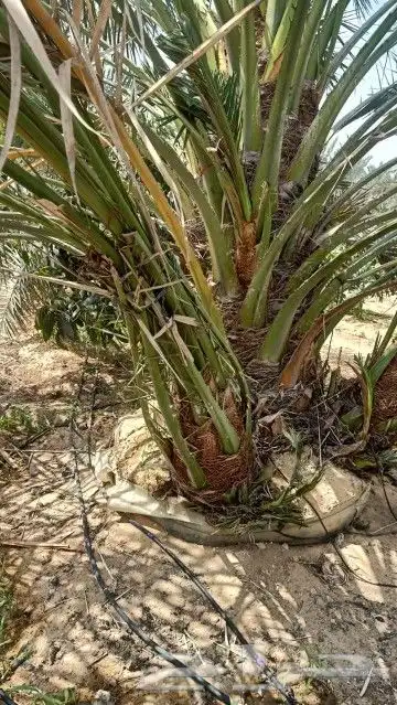 صنيه نخل فصايل برحي سكري خلاص ملكي مجدول عجوه 2