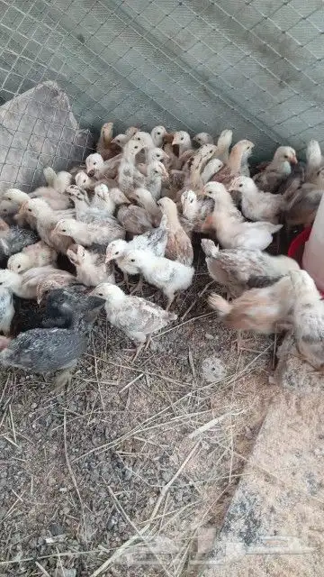 صوص دجاج بياض محصن تحصينات كامله العمر شهر الموقع اليتمه 4