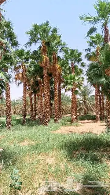 نخل واشنطنيا زينة بجميع المقاسات 3