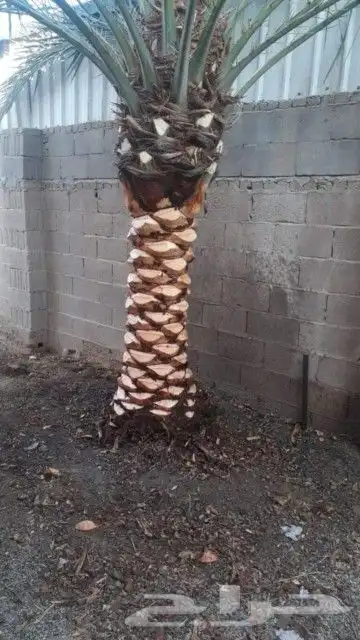 مقاول نخل شغل نخل 2