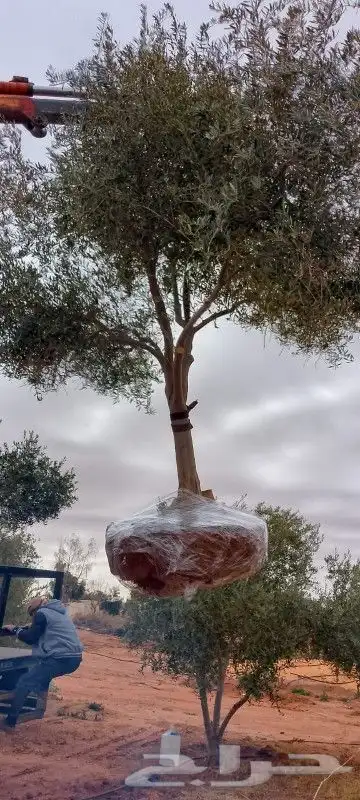 زيتون ونخل 6