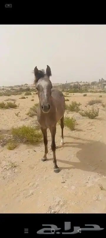 خيل شعبي للبيع 1