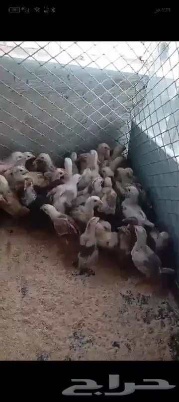 صوص دجاج بياض محصن تحصينات كامله العمر شهر الموقع اليتمه 0