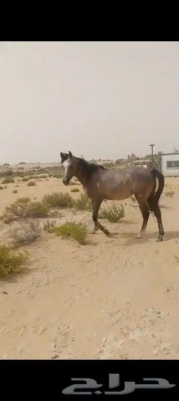 خيل شعبي للبيع 0