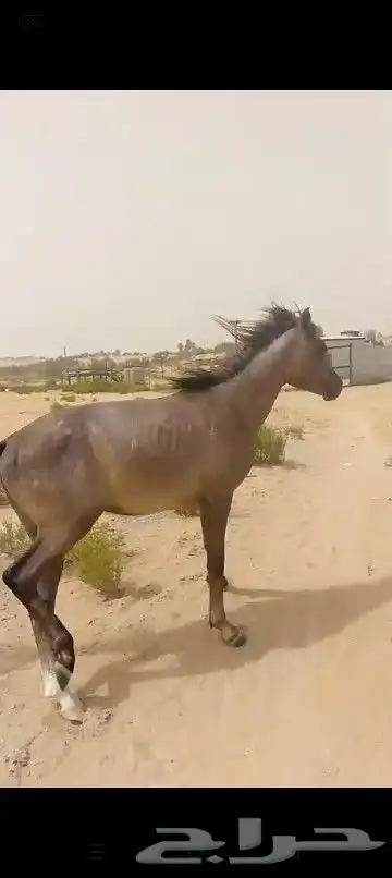 خيل شعبي للبيع 2