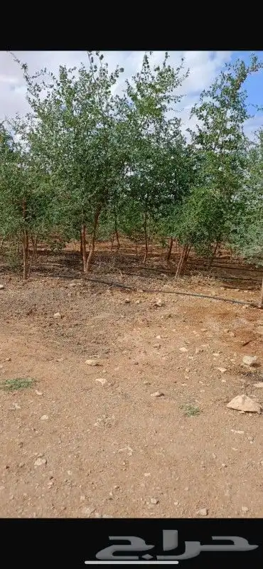 مقاول نخيل واشجار زينه 1