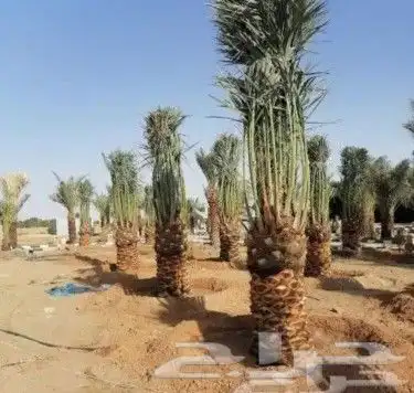 نقوم بتوريد أنخيل وغرسه واشنطن وعربي وتنفيذ بنا الحجر 3