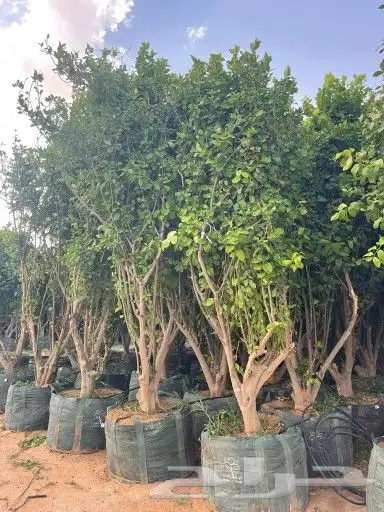 تنسيق حدائق و زراعة ثيل فرنسي 29