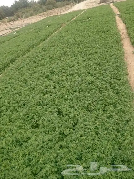 اشراف على المزارع 2