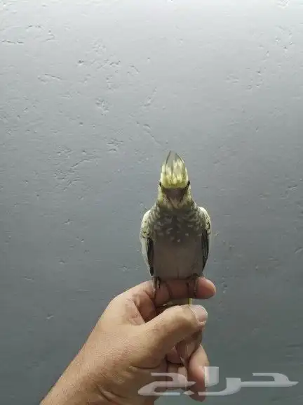 كروان فراشة 4