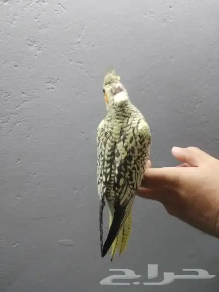 كروان فراشة 2