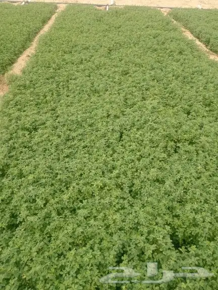 اشراف على المزارع 1